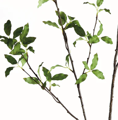 Pittosporum Branch 78in