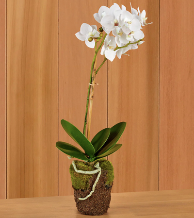 Phalaenopsis drop-in 21