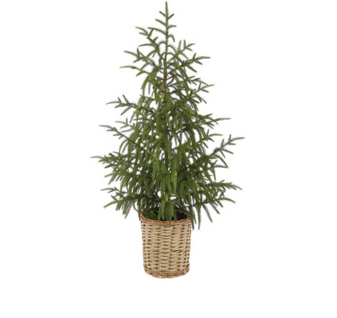 Cypress Tree In Basket
