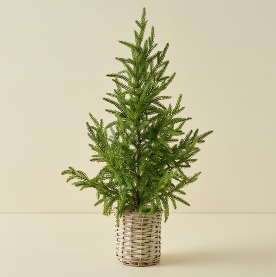 Cypress Tree In Basket Small