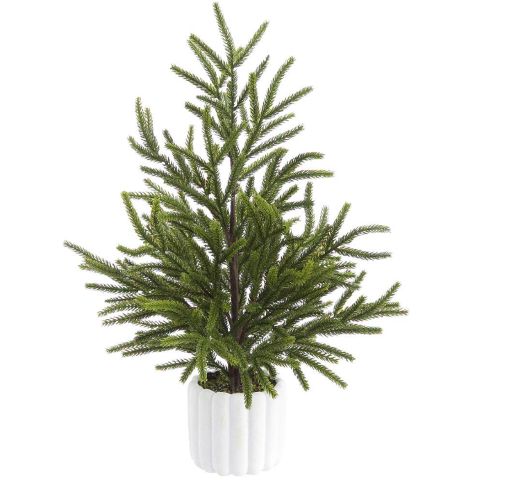 Cypress Tree In Cement