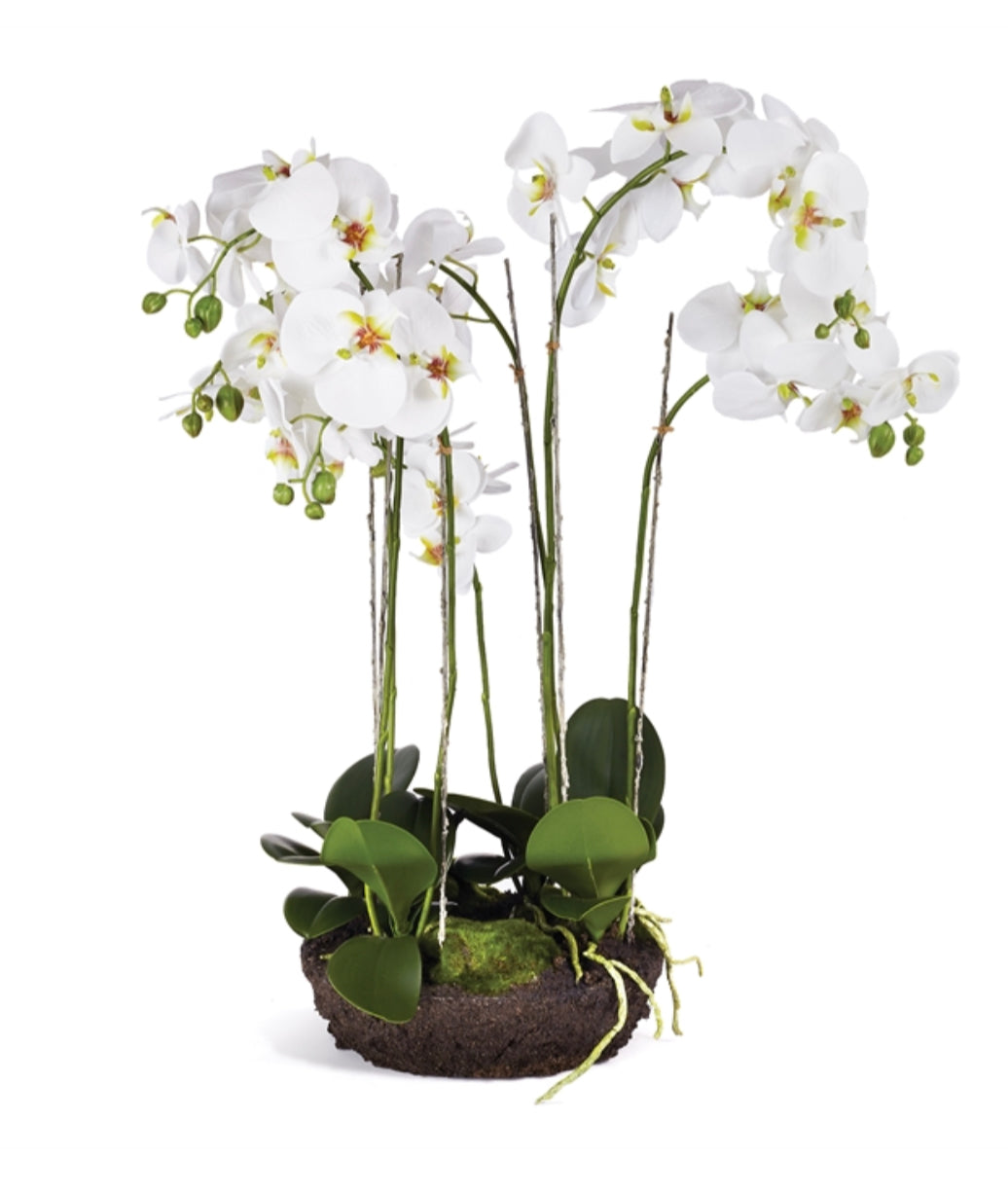 Phalaenopsis Bowl Drop