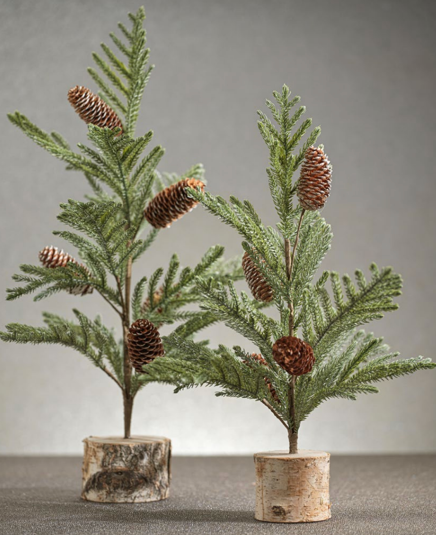 Spruce Tree With Small Pinecones On Birch Base